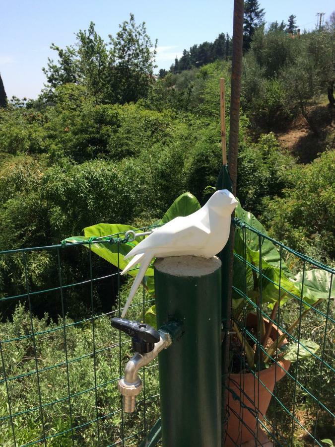 Corsanico-Bargecchia La Casina Delle Rondiniゲストハウス エクステリア 写真